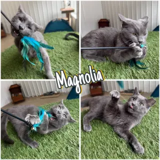 Magnolia