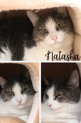 Natasha- WAIVED FEE- long term