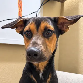 Nash  (Courtesy Post) Foster or Adopt Me!