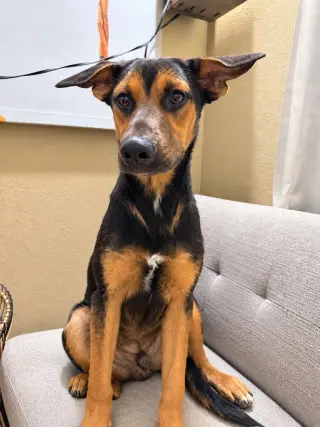 Nash  (Courtesy Post) Foster or Adopt Me!