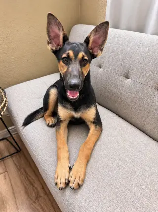 Huxley -  (Courtesy Post) Foster or Adopt Me!
