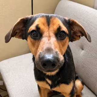 Bowie -  (Courtesy Post) Foster or Adopt Me!