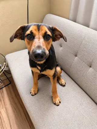 Bowie -  (Courtesy Post) Foster or Adopt Me!