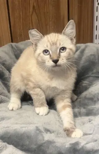 Kitten 28233 (Lavender)