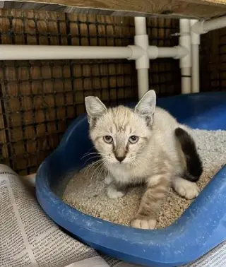 Kitten 28233 (Lavender)