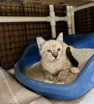 Kitten 28233 (Lavender)