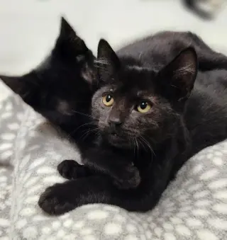 Kitten 28221 (Teddy)