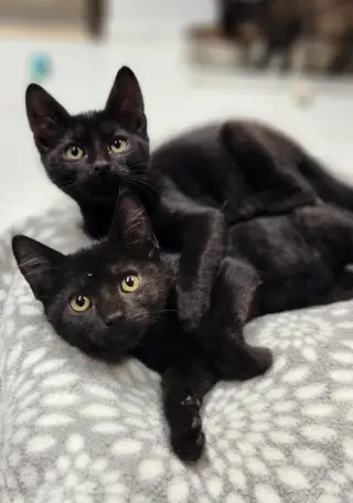 Kitten 28221 (Teddy)
