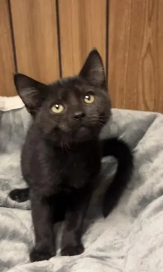Kitten 28221 (Teddy)