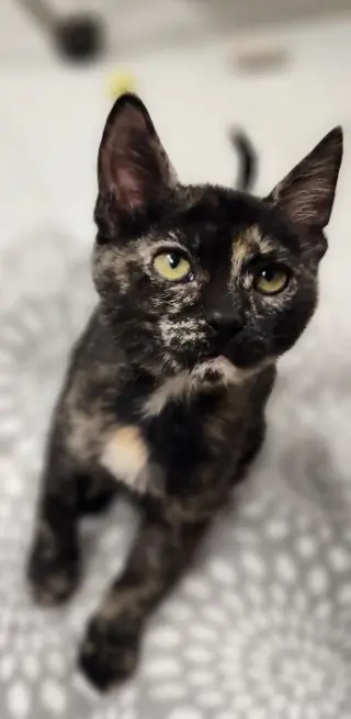 Kitten 28220 (Jillian)