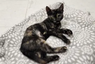 Kitten 28220 (Jillian)