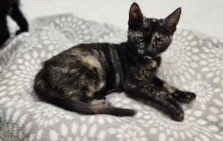 Kitten 28220 (Jillian)