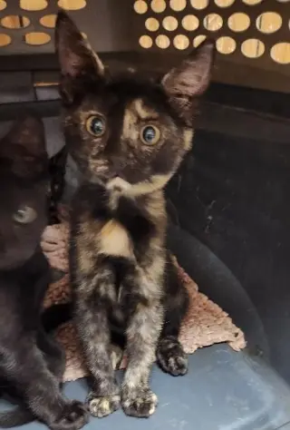 Kitten 28220 (Jillian)