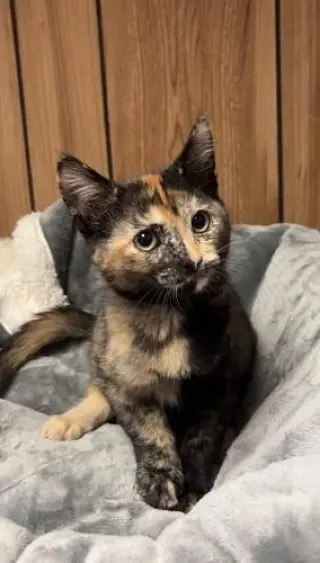 Kitten 28219 (Stella)