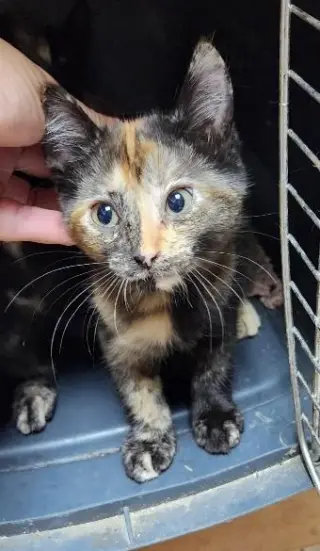 Kitten 28219 (Stella)