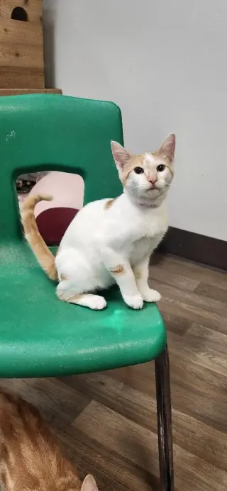 Kitten 27852 (Strudel)