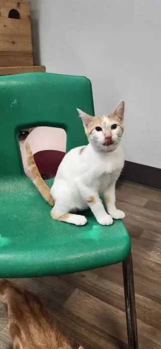 Kitten 27852 (Strudel)