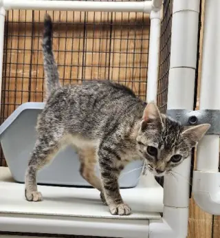 Kitten 27782 (Minnow)