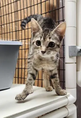 Kitten 27782 (Minnow)