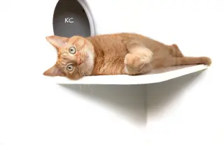 KC