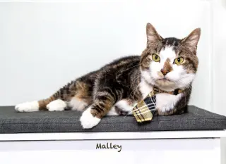 Malley