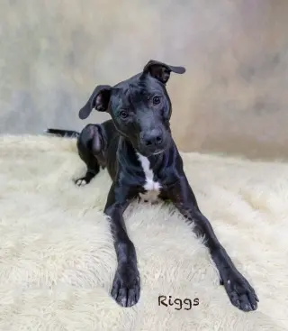 Riggs