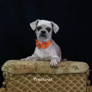 Precious