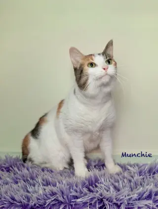 Munchie