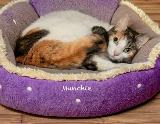 Munchie