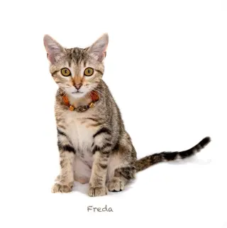 Freda