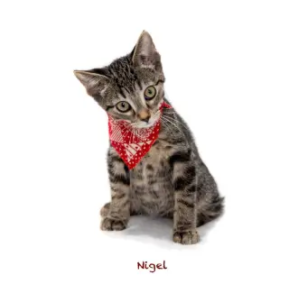 Nigel