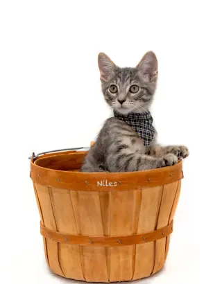 Niles