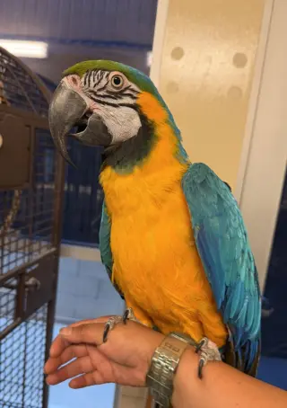 Chico