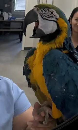 Chico
