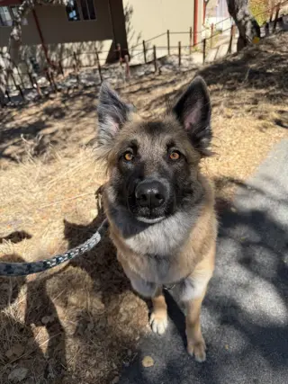 Heidi