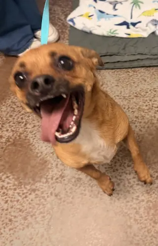 Sparky