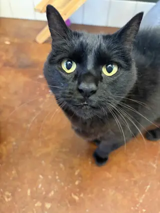 Nahla