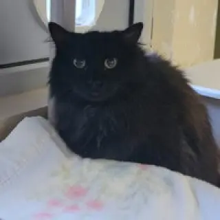 Mufasa