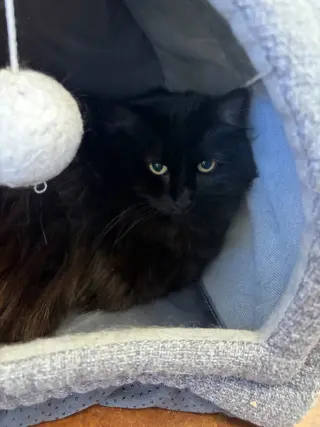 Mufasa
