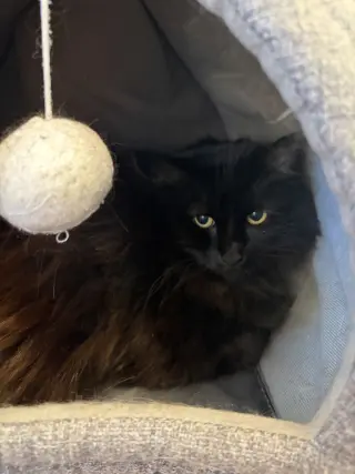 Mufasa