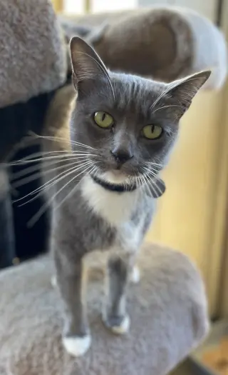 Fifi