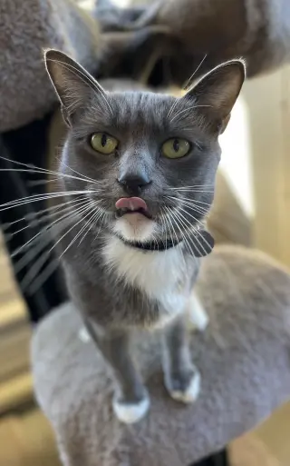 Fifi