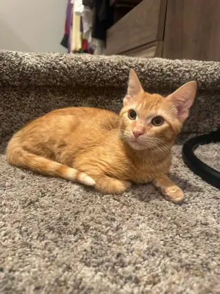 Cosmo