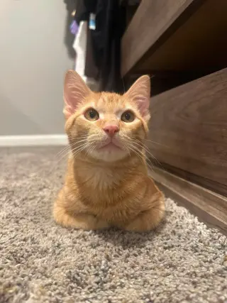 Cosmo