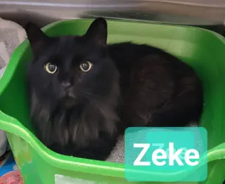 Zeke