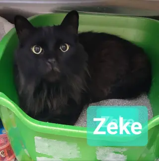 Zeke