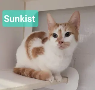 Sunkist