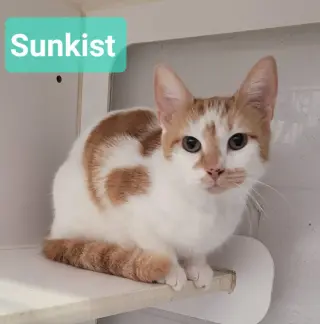 Sunkist
