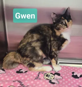 Gwen