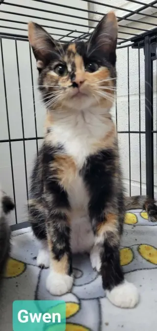 Gwen